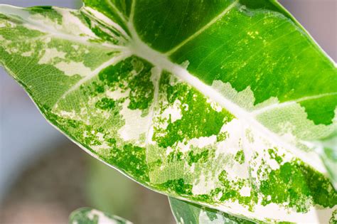 觀音葉植物|觀音蓮要怎麼養好？植物習性及養護方法大全｜大象耳朵植物 